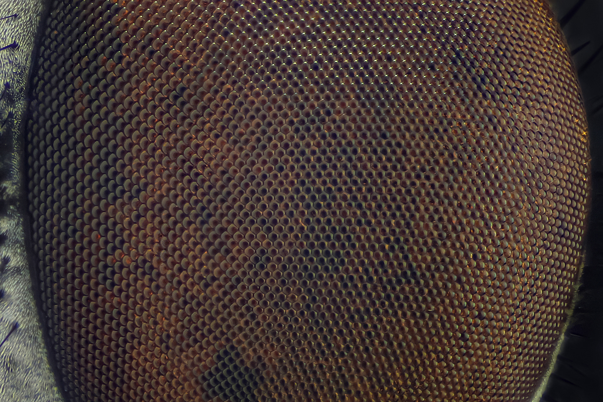 Common Fly's Eye | Focus Stacked - 88 Frames | DSLR & 4X Microscope Objective and a serious crop giving visual magnification of 15X | 30 June 2020 | Macro & Micro of Insects | Estee White Photography