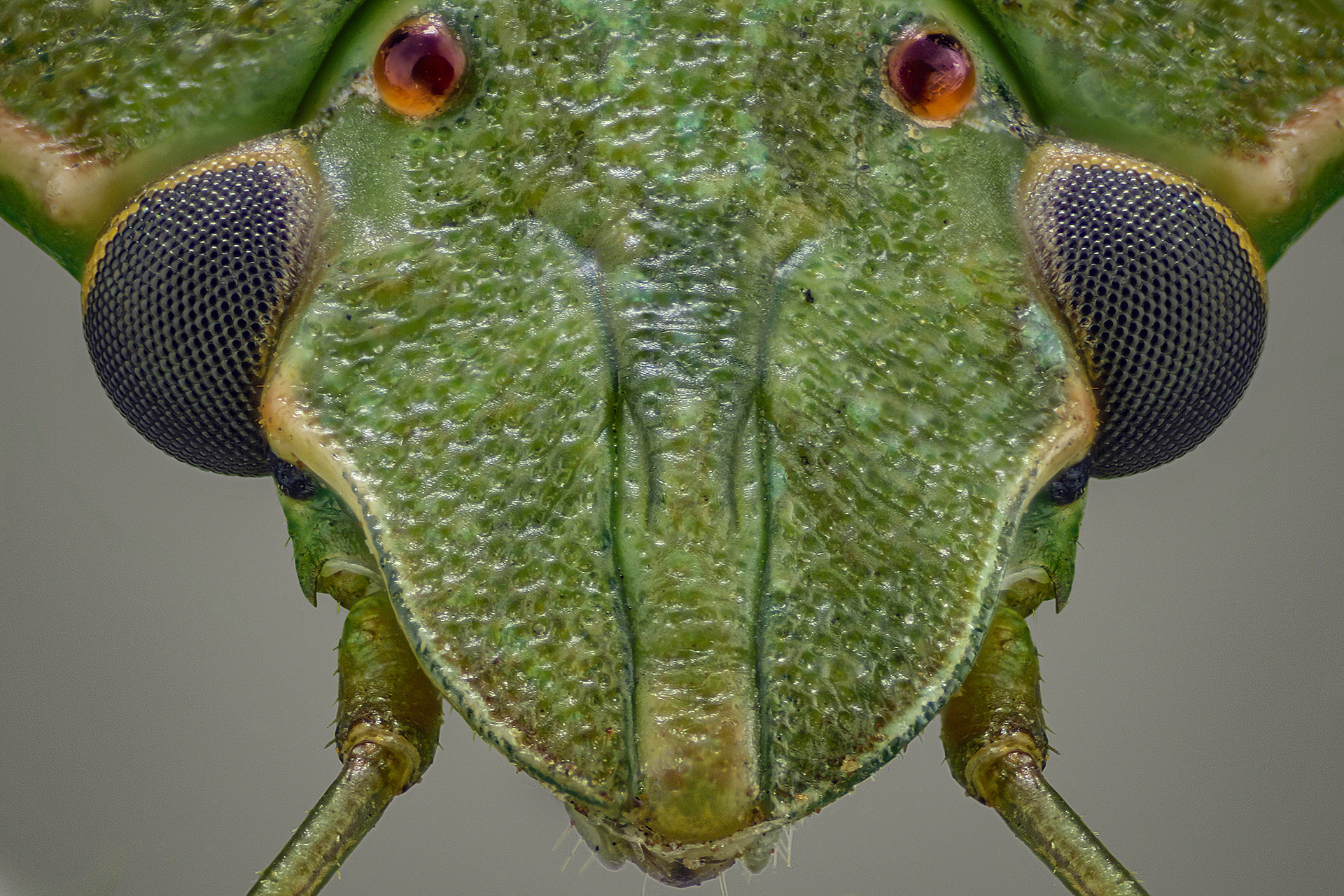 Green Stinkbug | Focus Stacked - 64 Frames | DSLR & 4X Microscope Objective | 25 Jun 2020 | Macro & Micro of Insects | Estee White Photography