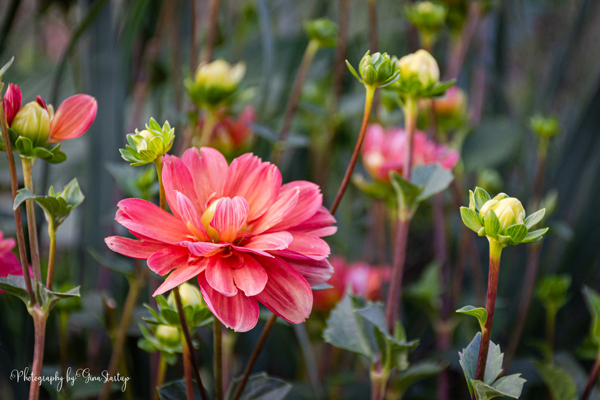 August flower