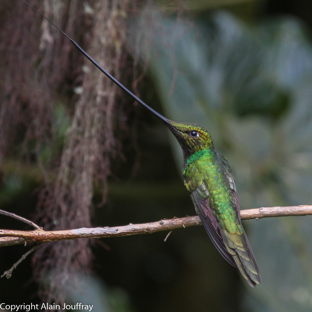 Colibri porte-épée - Ensifera ensifera (Equateur)