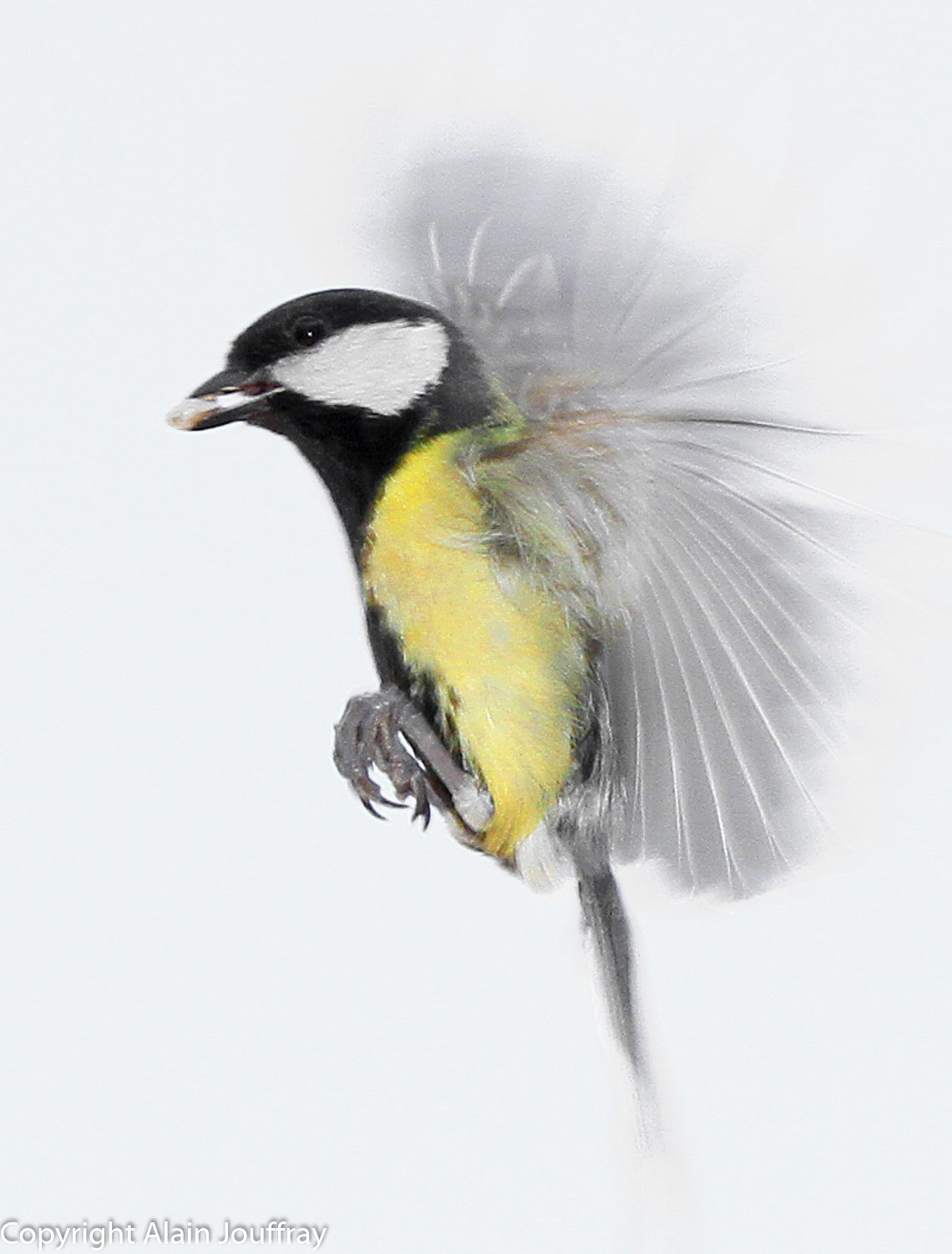 Mésange charbonnière