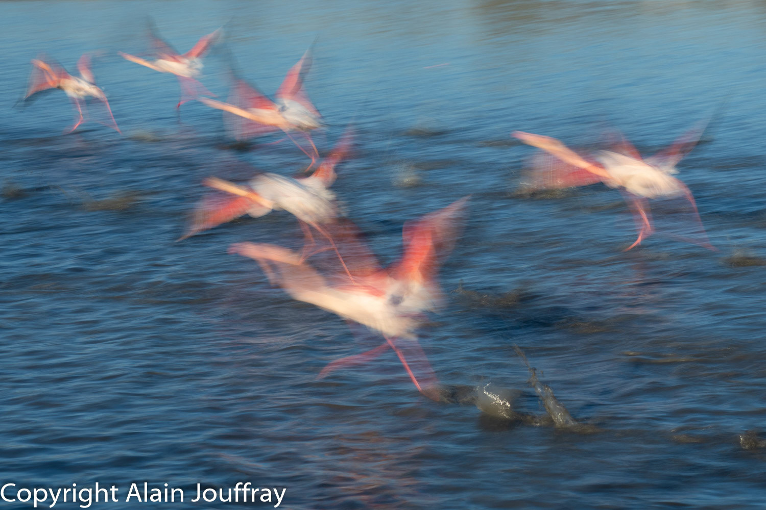 Flamant rose