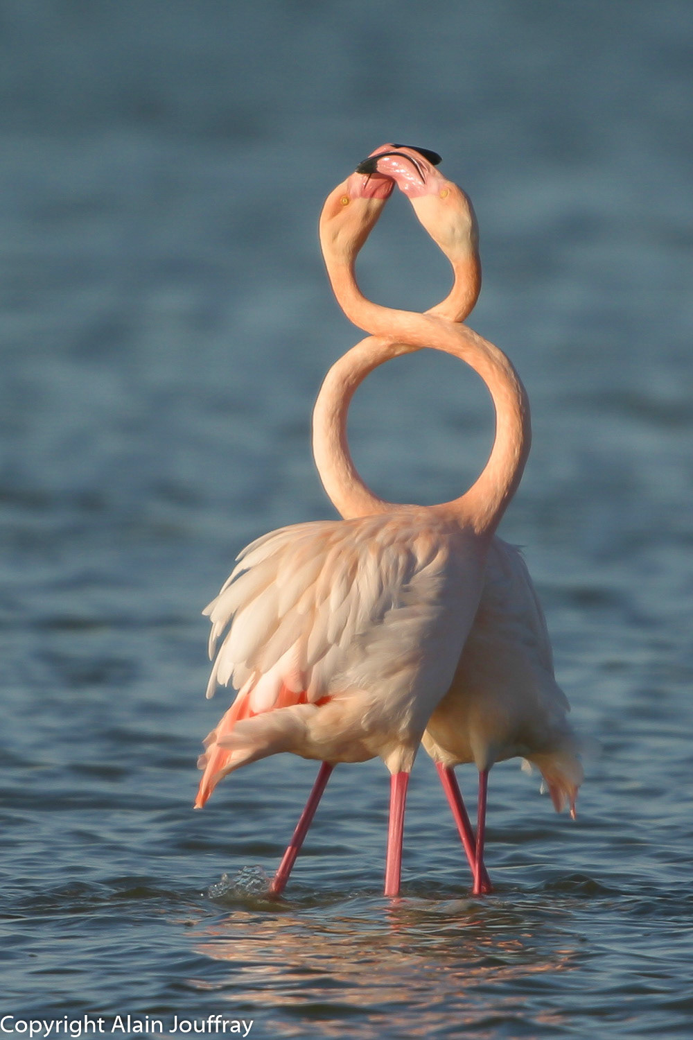 Flamant rose