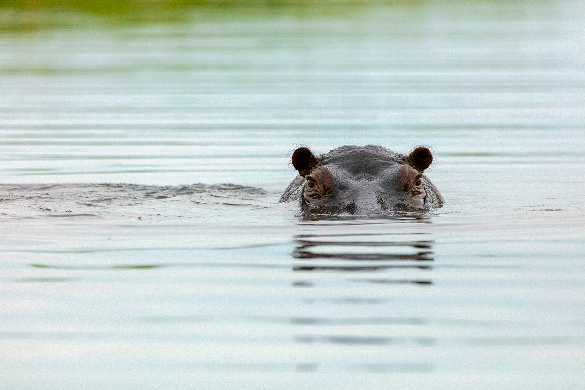 A hippo in the Chobe River