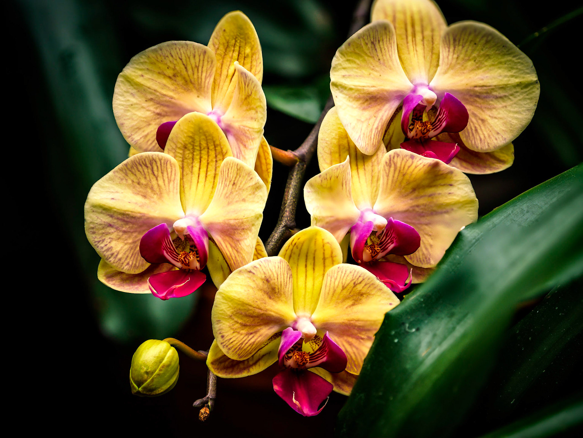 Biltmore Arboretum Macro