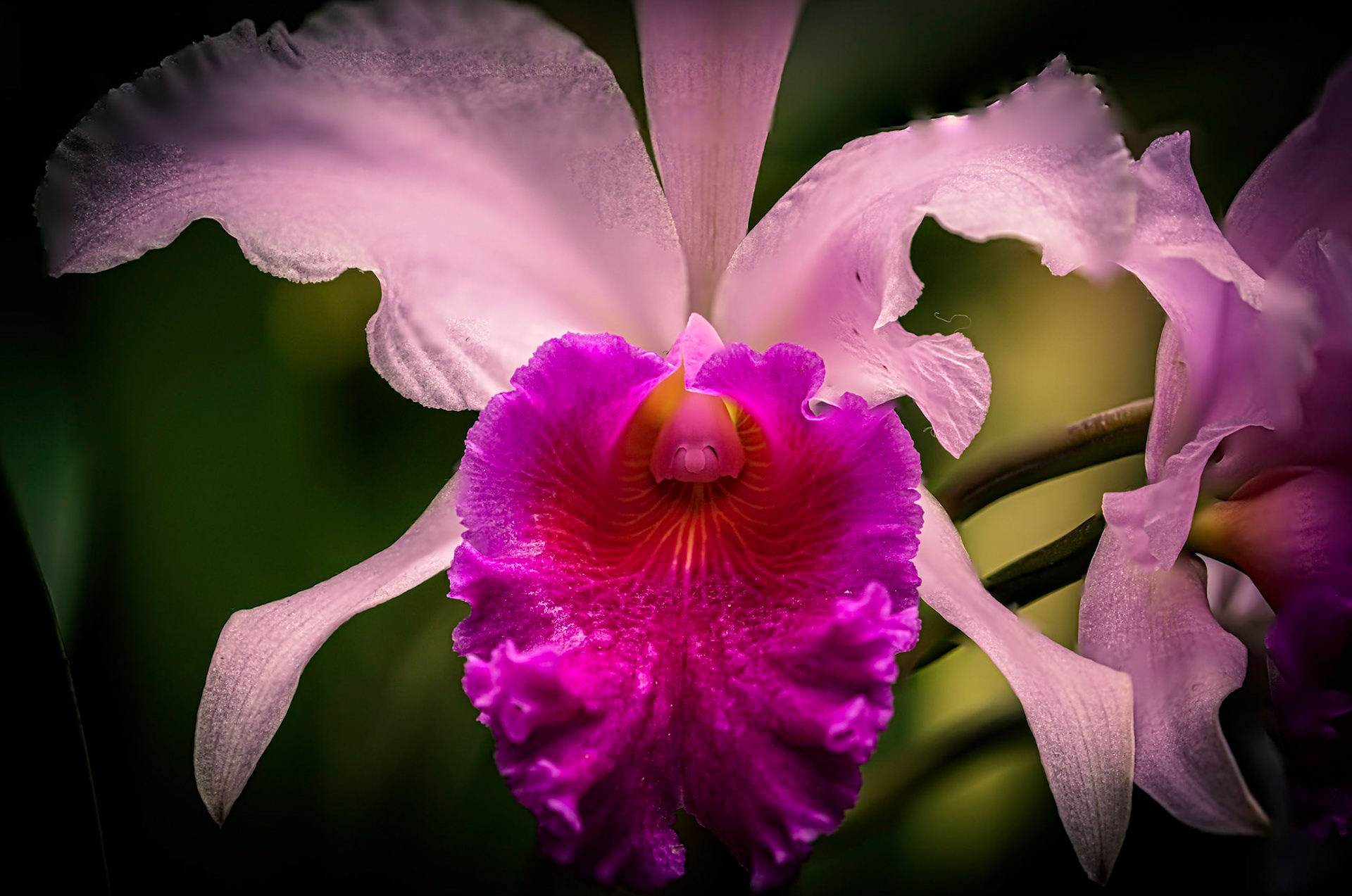 Biltmore Arboretum Macro