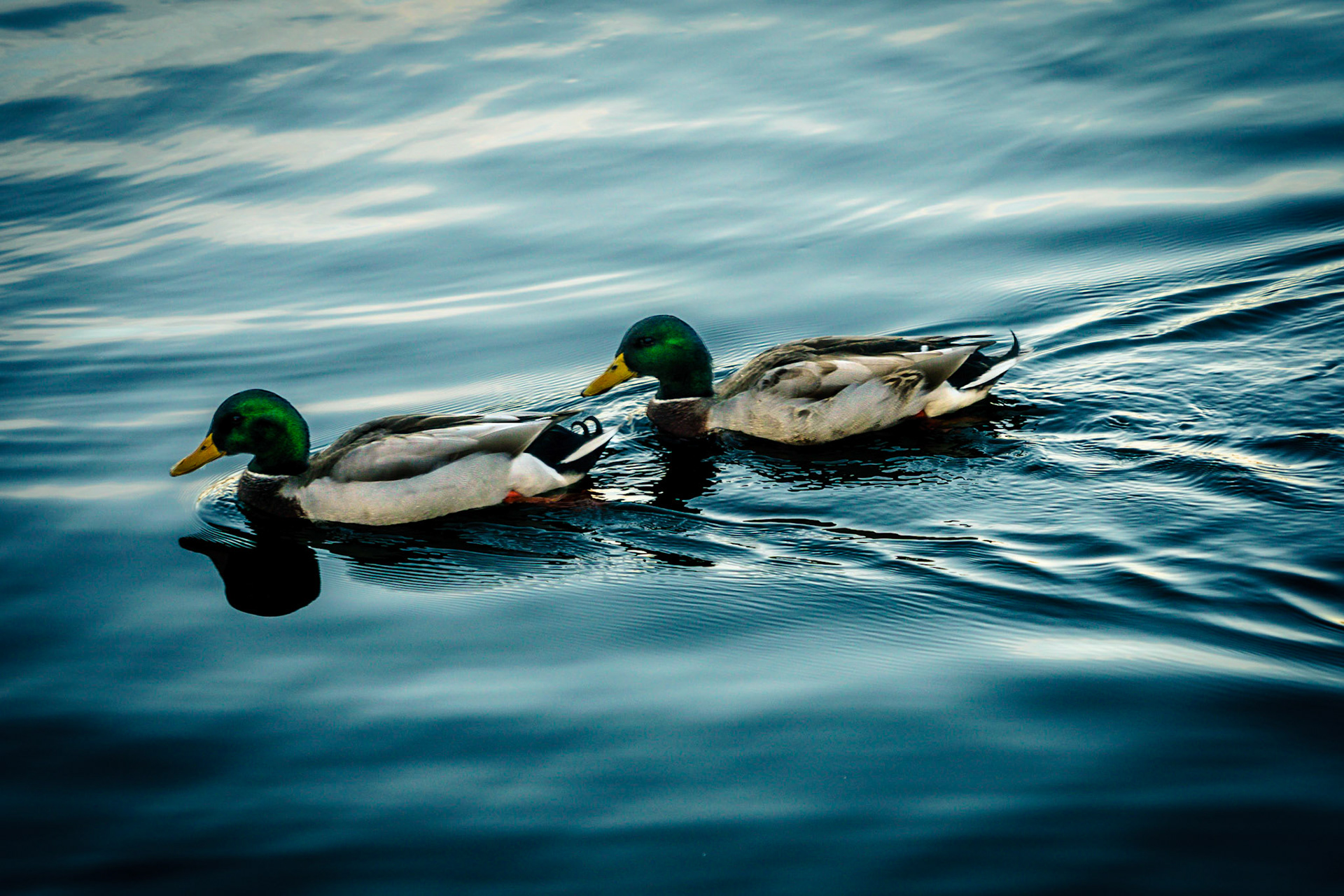 Lake Junalooska Ducks