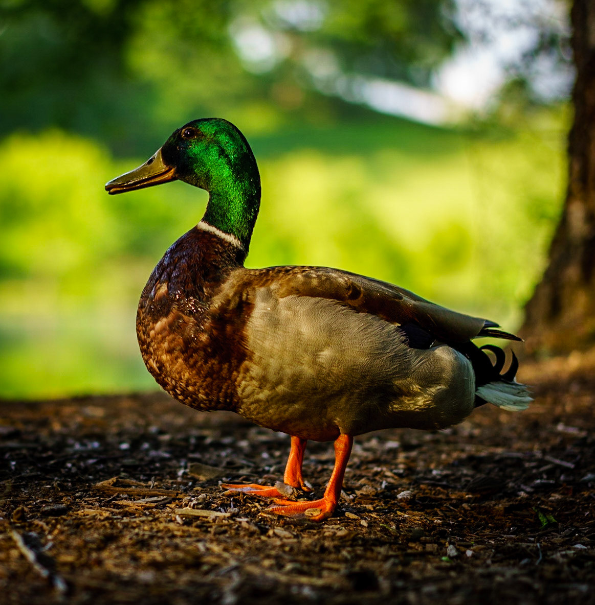 Biltmore Lagoon Duck