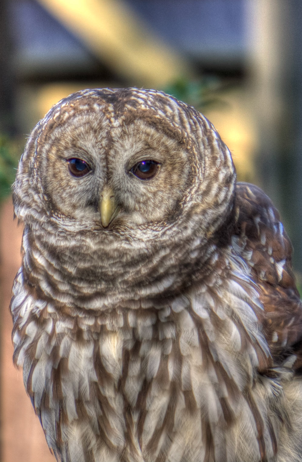 Barred Owl
