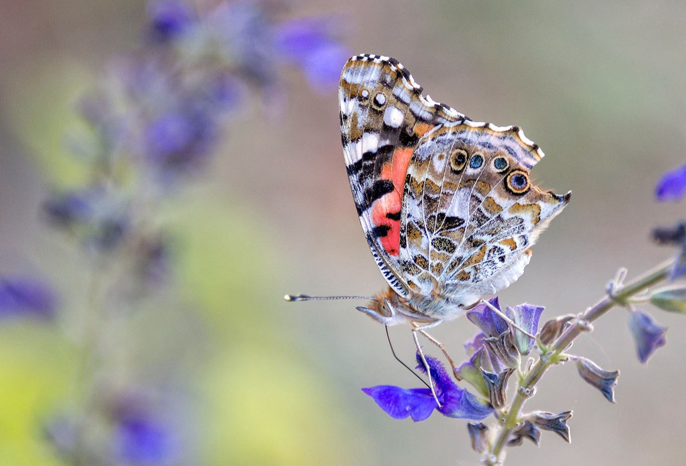 Painted lady