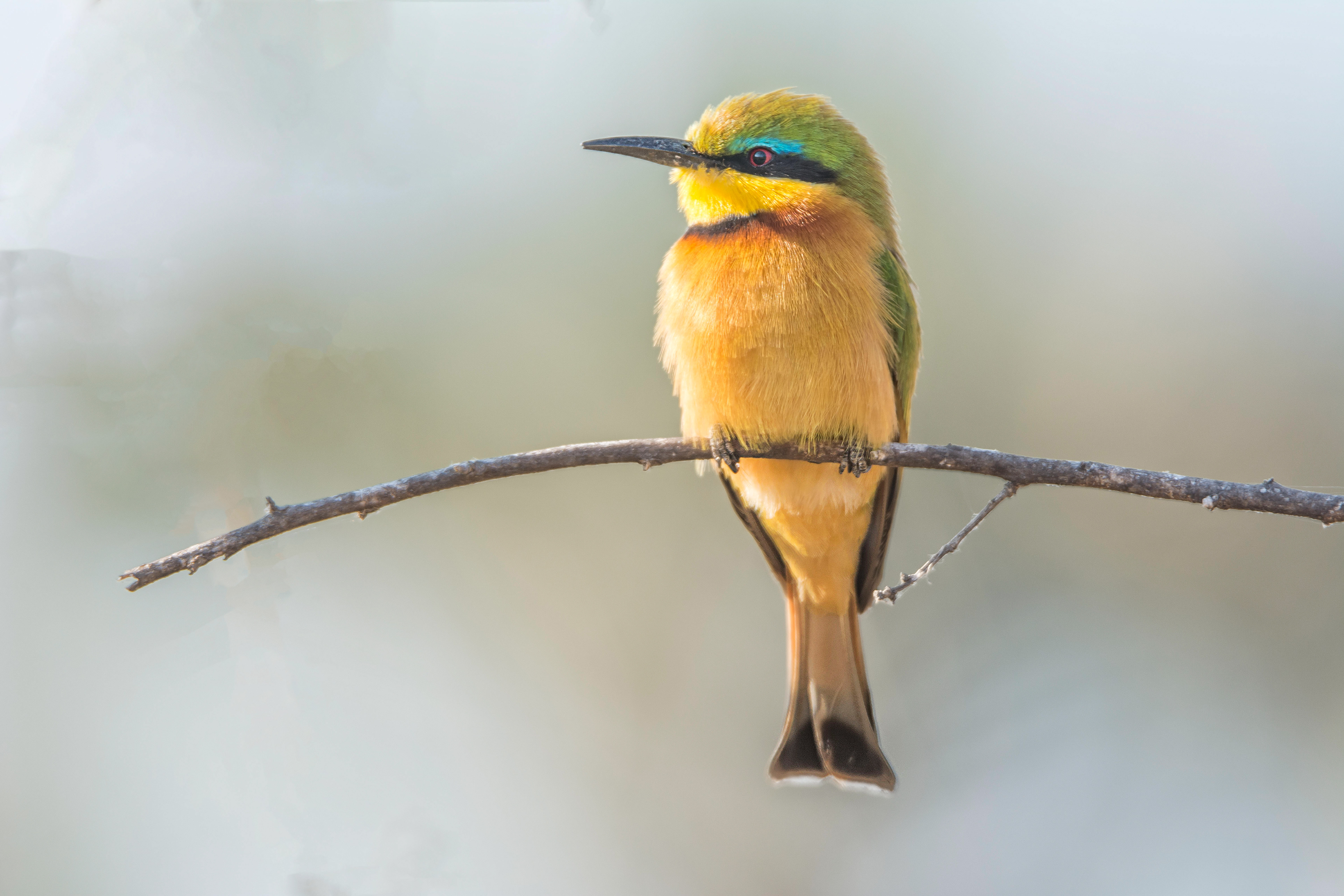 Little bee eater-Botswana