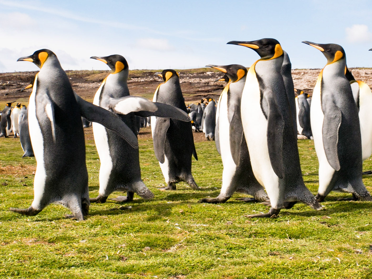 King penguins