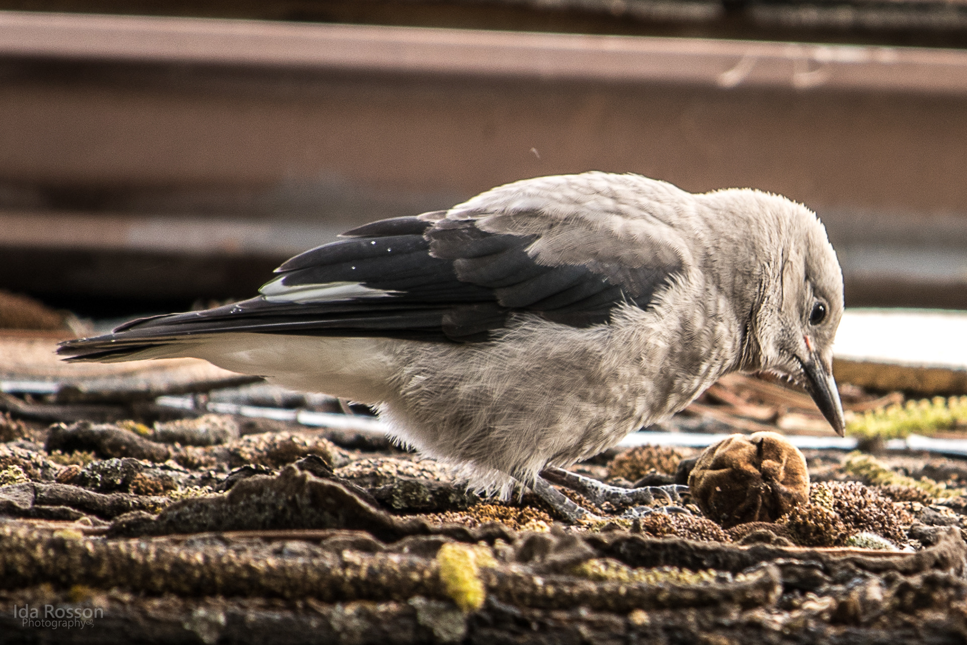 Juvenile Clark's Nutcracker
