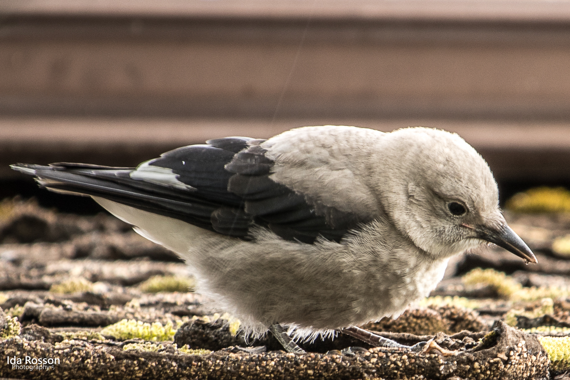 Juvenile Clark's Nutcracker